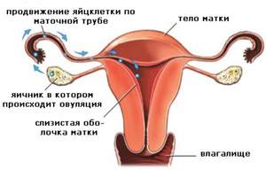 Овуляция - выход яйцеклетки из яичника в маточную трубу в результате разрыва зрелого фолликула