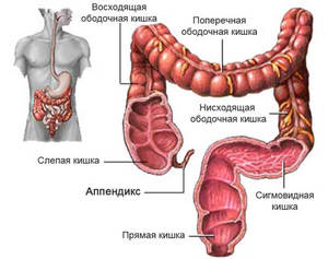 Народные способы лечения кишечника