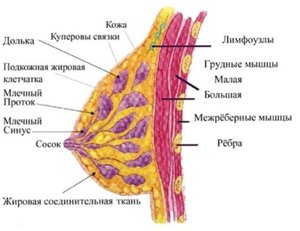 Клиническая картина фиброзно-кистозной мастопатии