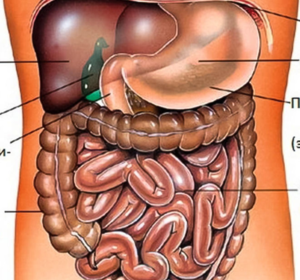 К органом брюшной полости относят органы, находящиеся ниже диафрагмы