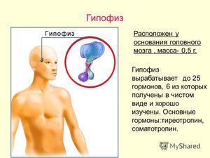 Функции и значение для организма гормонов гипофиза