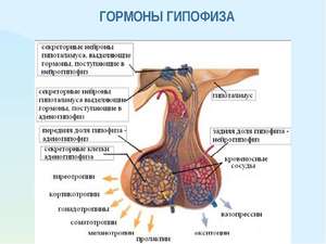 Какие болезни вызывает недостаток гормона гипофиза 