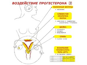 Менструальный цикл женщины