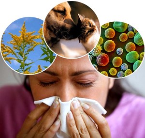 Экзогенные аллергены попадают в организм извне