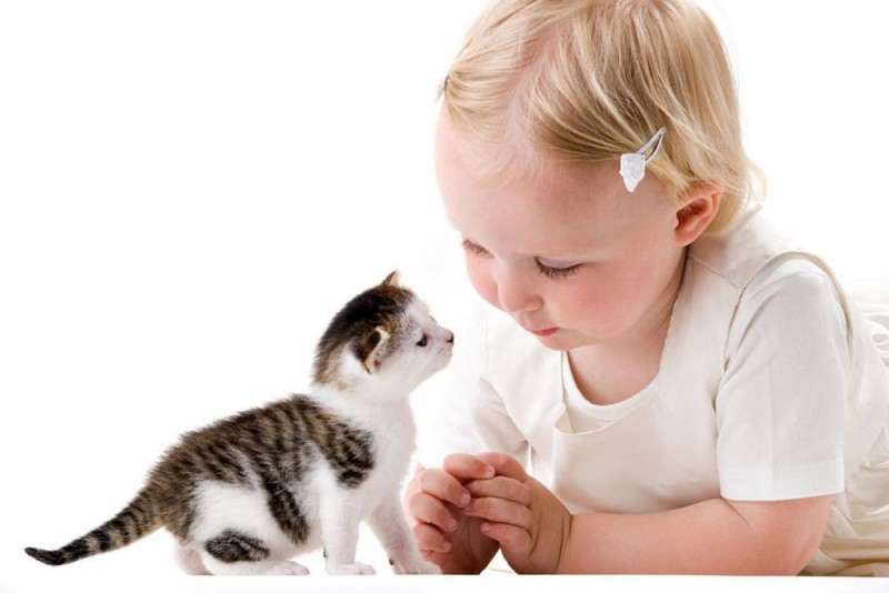 Лишайник передается человеку от кошек: методы профилактики и лечения болезни2