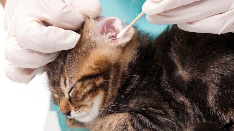 Лишайник передается человеку от кошек: методы профилактики и лечения болезни5