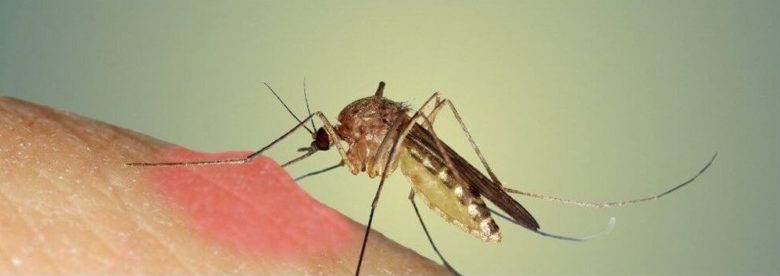 Прыщи на теле ребенка чешутся и выглядят как укусы комаров: причины появления, как избавиться от симптомов