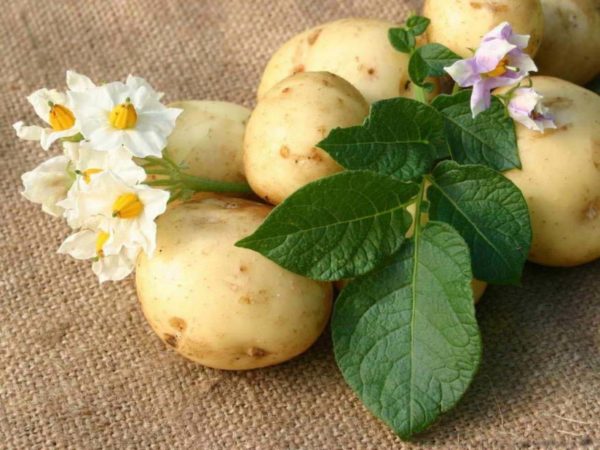 Удаление бородавки картофелем: лечение народными средствами4